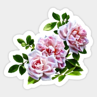 Three Pink Roses With Leaves Sticker